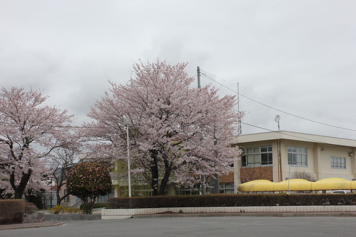 町公民館に咲く桜