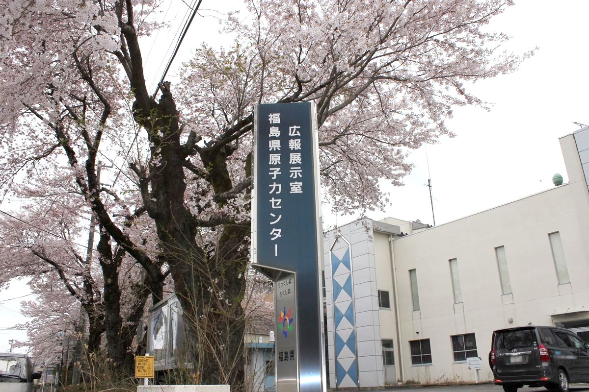 原子力センター前に咲く桜