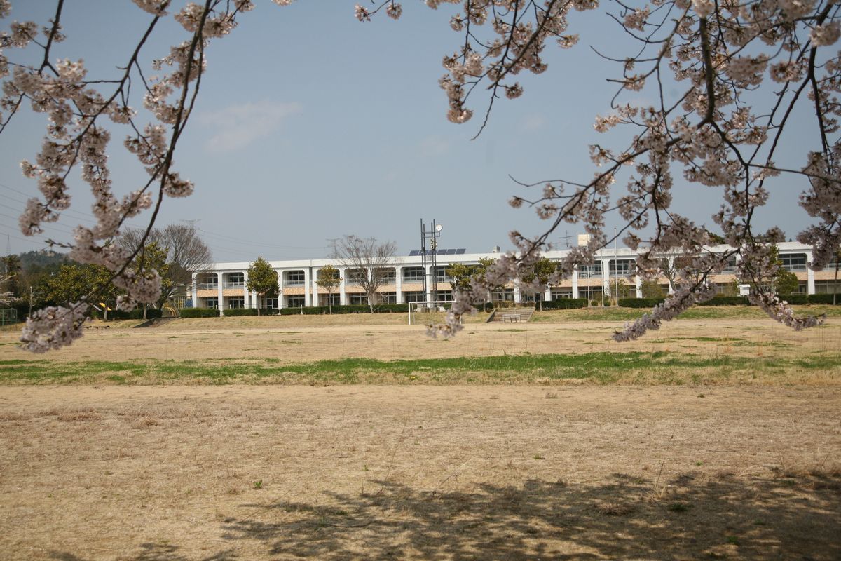大野小学校の校舎と校庭に咲く桜