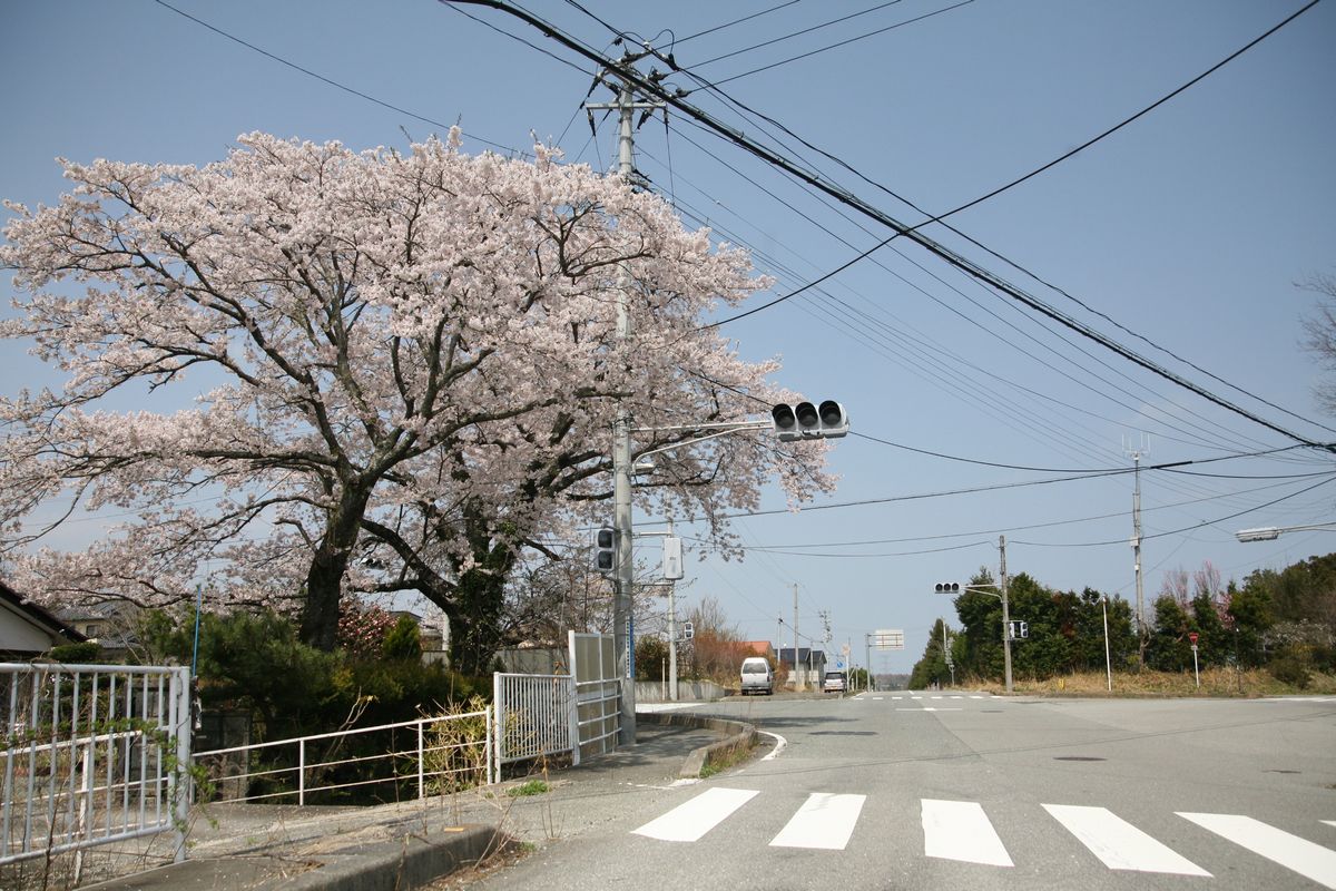 町内の桜（2012年4月20日から24） 写真 13