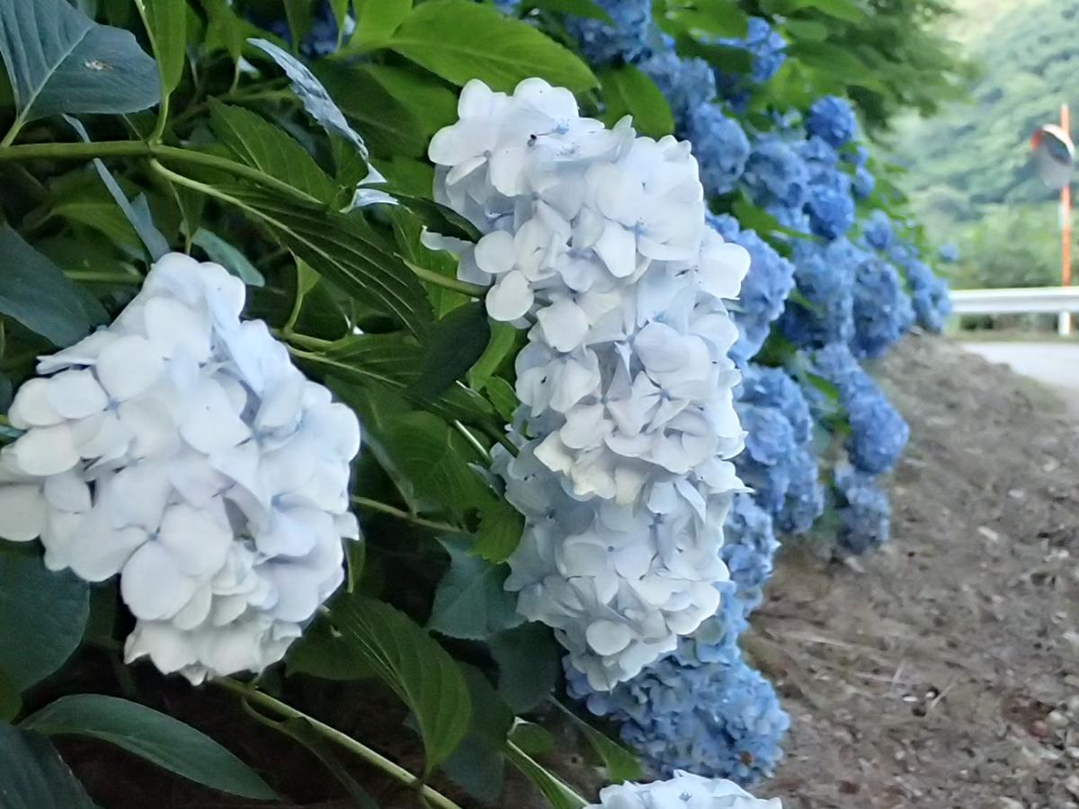 青や水色、紫、白の花を咲かせる鮮やかなアジサイ
