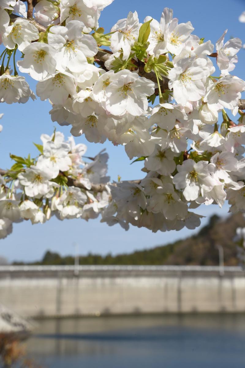 町内の桜「坂下ダム、大川原」　（2016年4月5日撮影） 写真 5