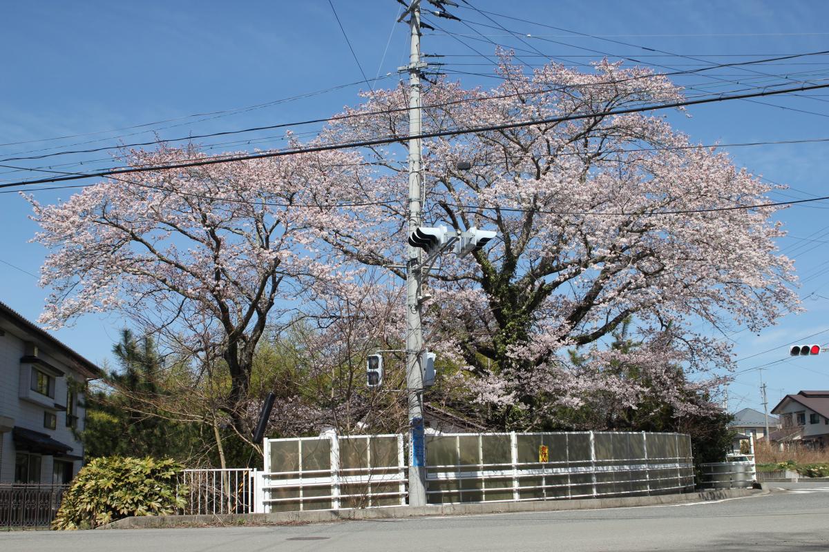 町内の桜「双葉翔陽高校、五差路」　（2016年4月5日撮影） 写真 5