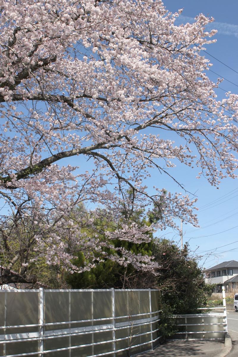町内の桜「双葉翔陽高校、五差路」　（2016年4月5日撮影） 写真 7
