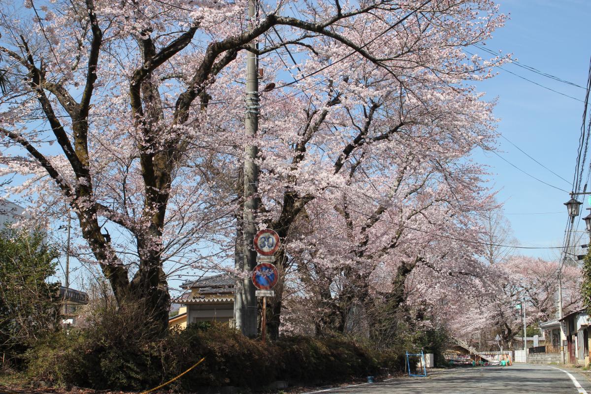 町内の桜「原子力センター、図書館」　（2016年4月5日撮影） 写真 6