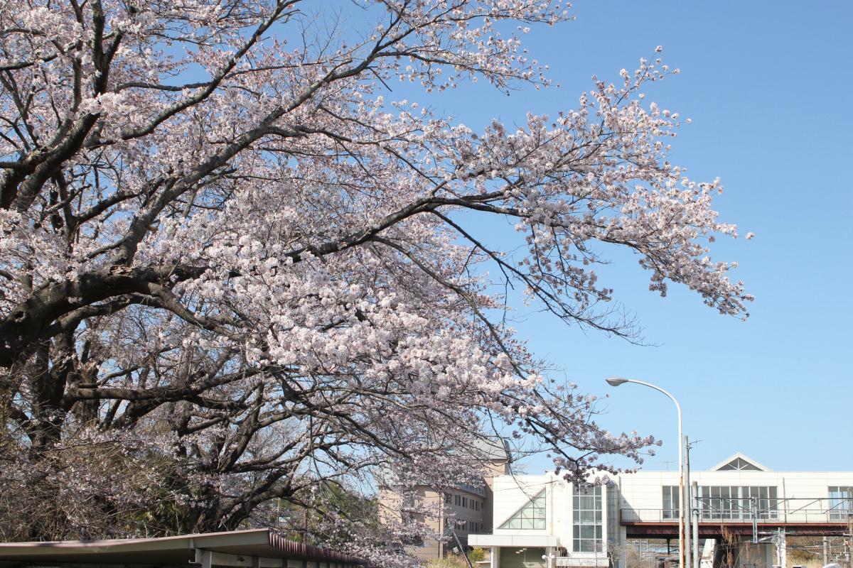 町内の桜「大熊中、聖徳太子神社、大野駅」　（2016年4月5日撮影） 写真 9