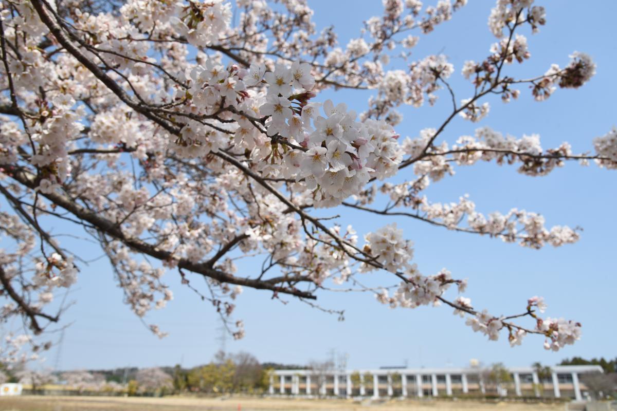 町内の桜「大野幼稚園、大野小学校」（2017年4月14日撮影） 写真 5