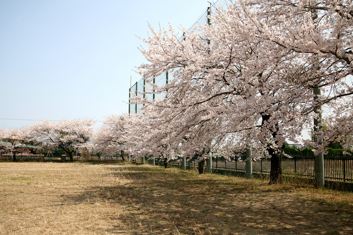大熊町の桜の様子（2012年） 写真 6