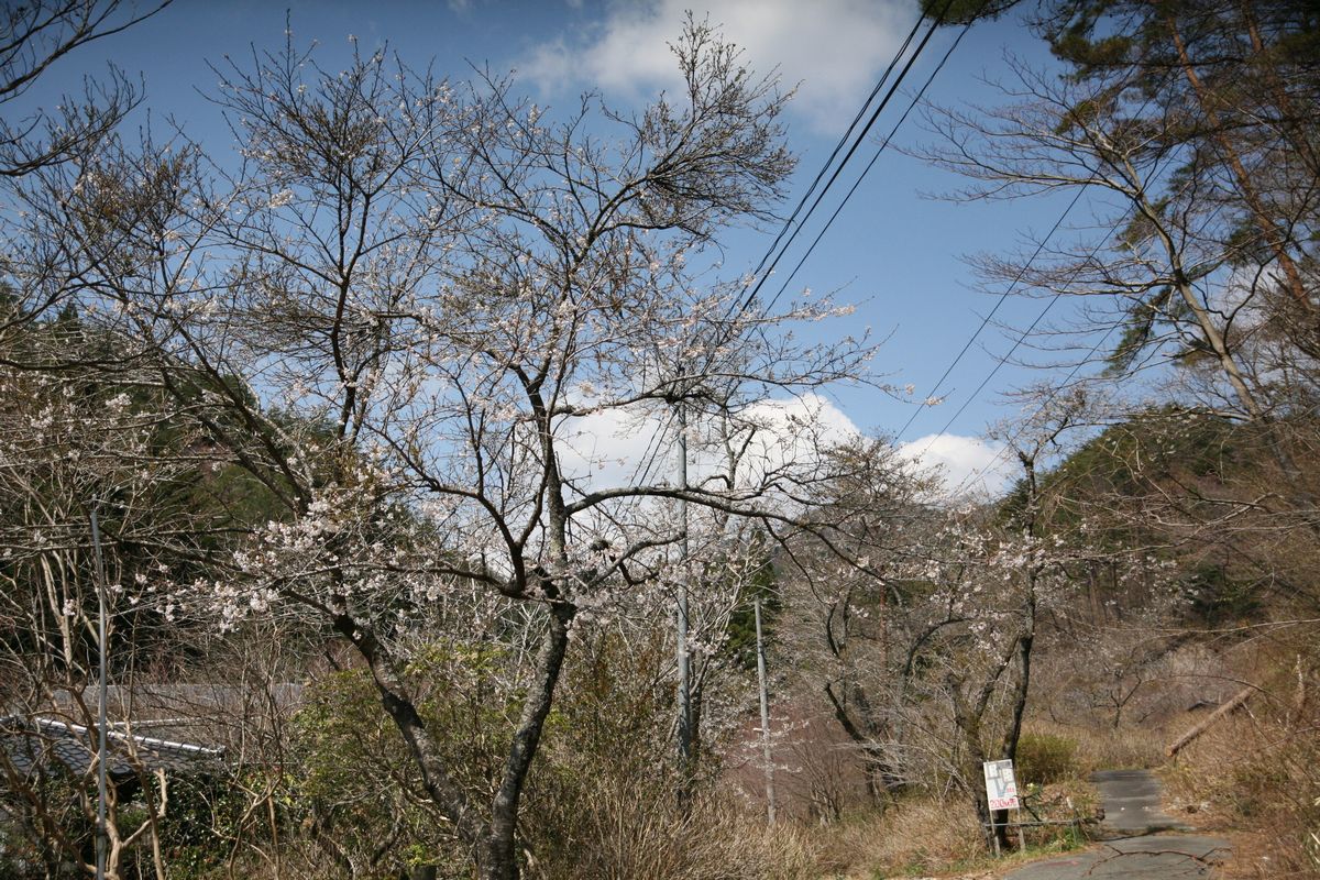 大熊町の桜の様子（2013年） 写真 2