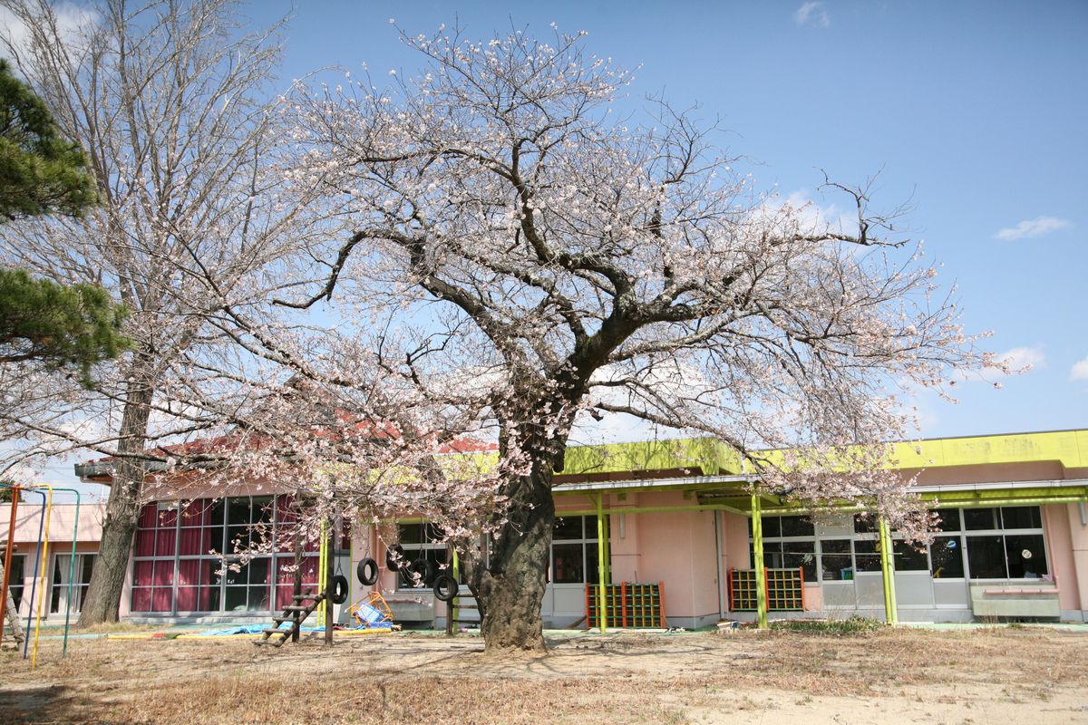 大熊町の桜の様子（2013年） 写真 4