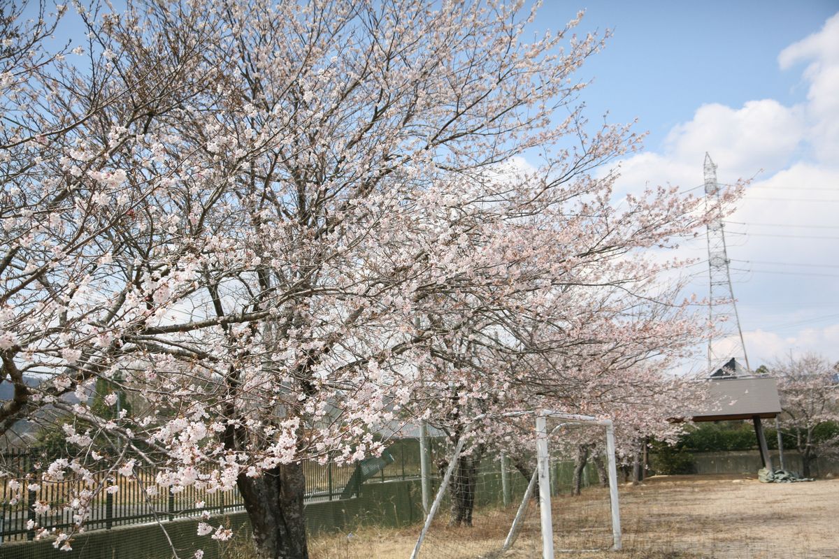 大熊町の桜の様子（2013年） 写真 5