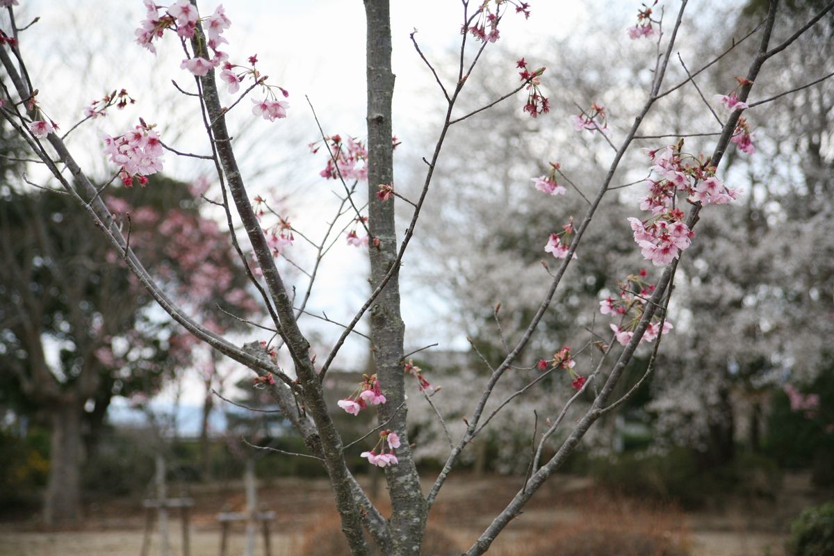 大熊町の桜の様子（2013年） 写真 10