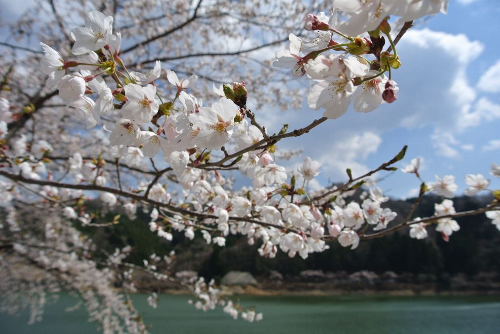 2014年 町内の桜見頃 写真 5