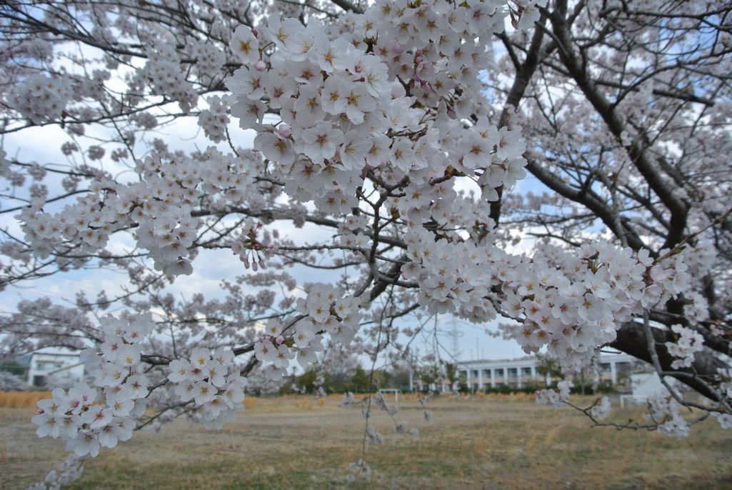 2014年 町内の桜見頃 写真 7
