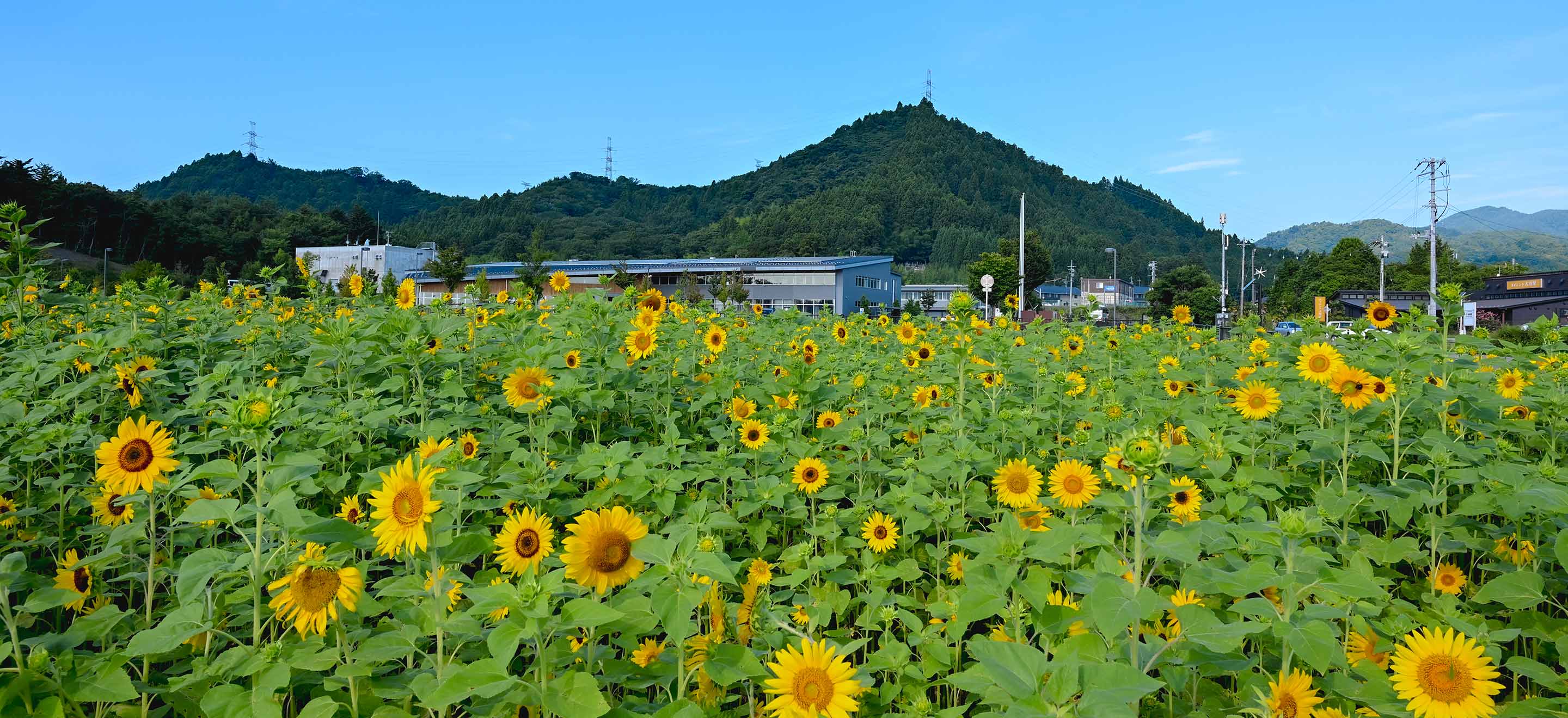 大熊町ひまわり