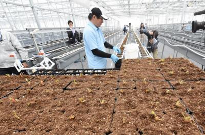 イチゴの苗を栽培室に並べていく職員