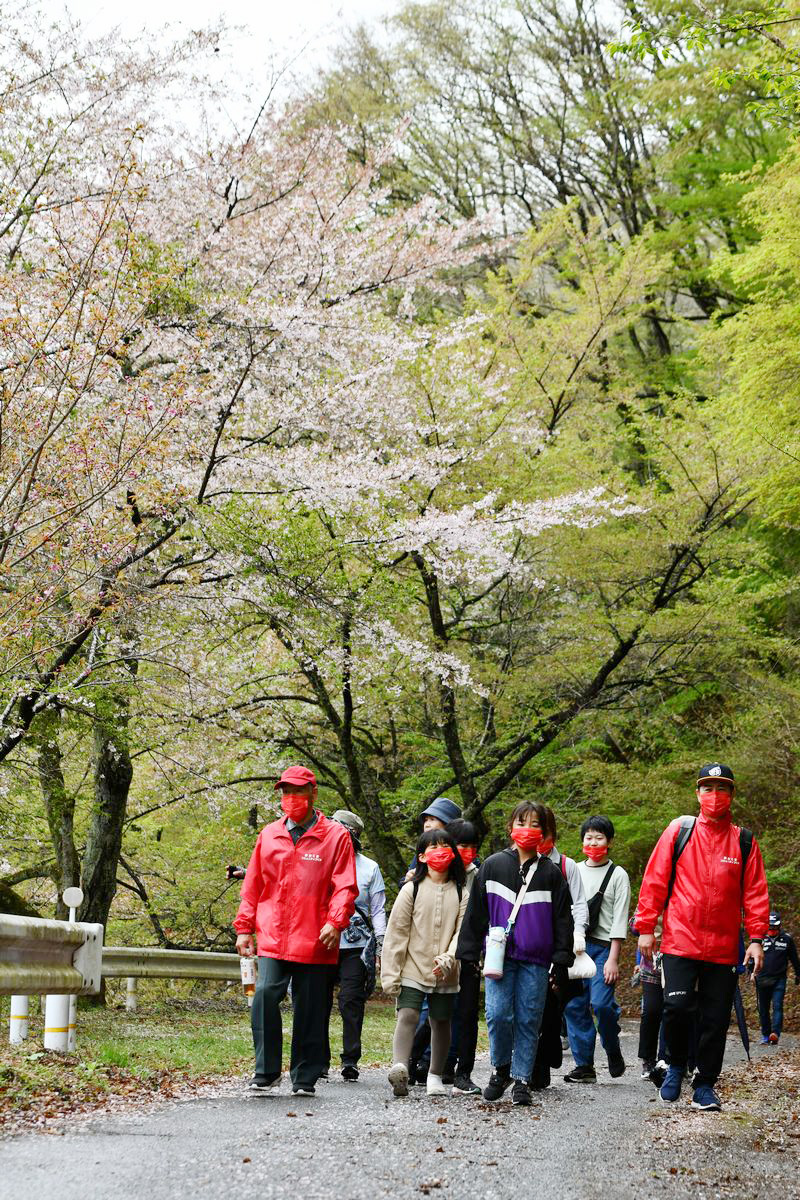 ダム周辺の桜はほとんど葉桜でしたが、参加者は新緑に囲まれたダムの散策を楽しみました。