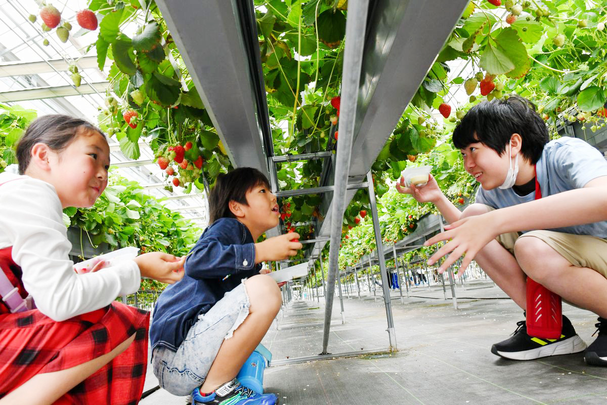 水耕栽培設備の下でイチゴを見つける子どもたち