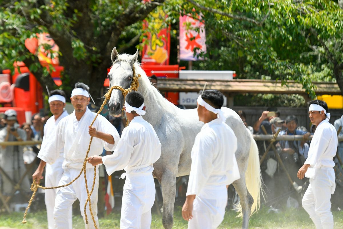 相馬小高神社に荒駒（裸馬）を追い込み、白装束を身にまとった御小人（おこびと）たちが捕らえた馬を神前に奉納しました。