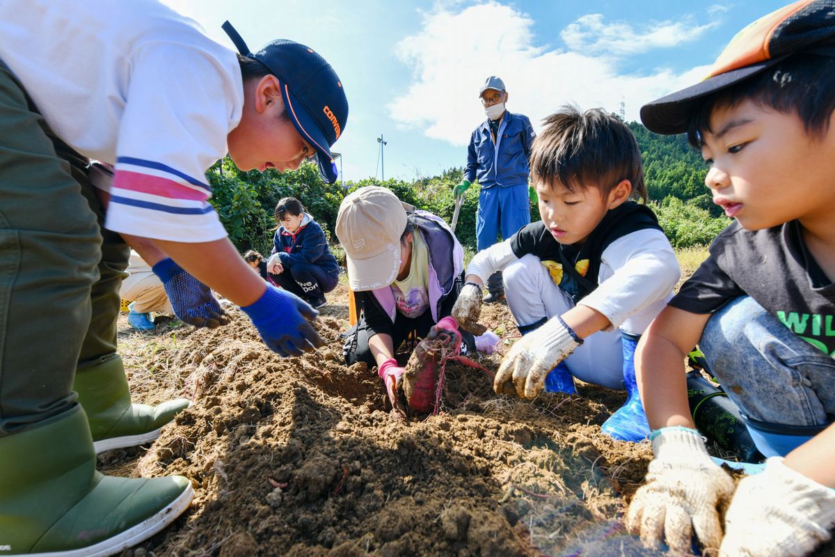 協力し合ってサツマイモを掘り起こす児童ら