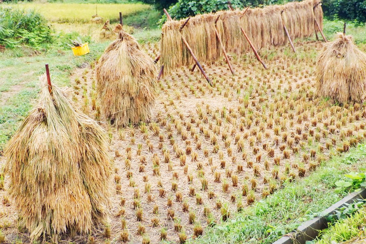 機械を使わず栽培した水稲
