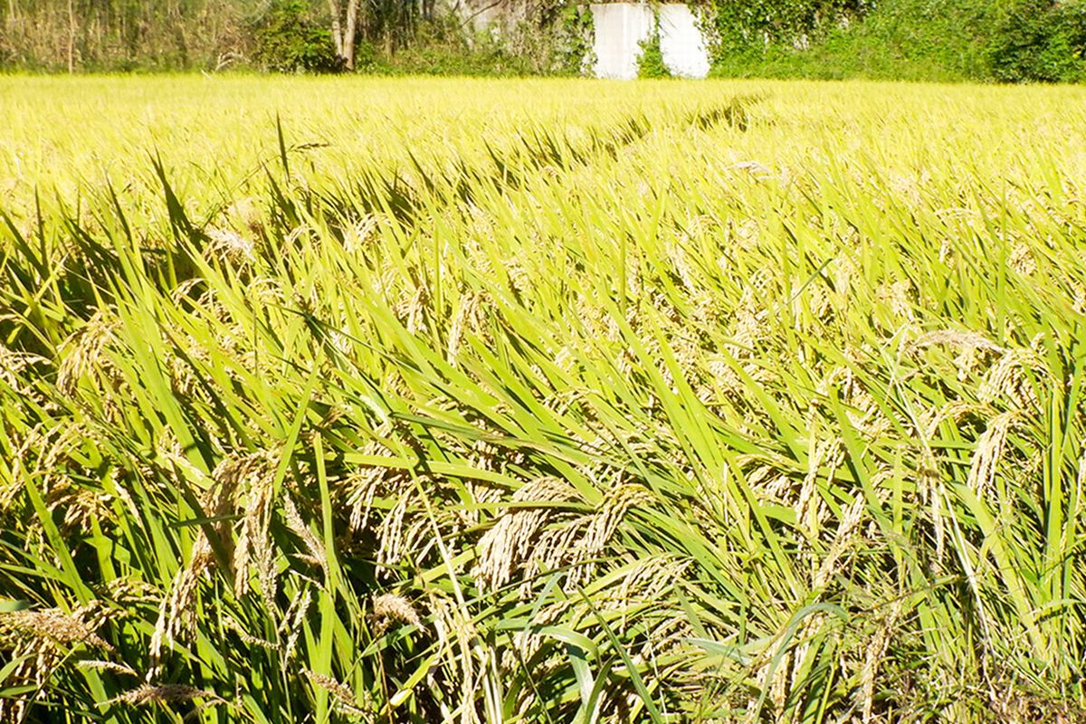 収穫前の水稲