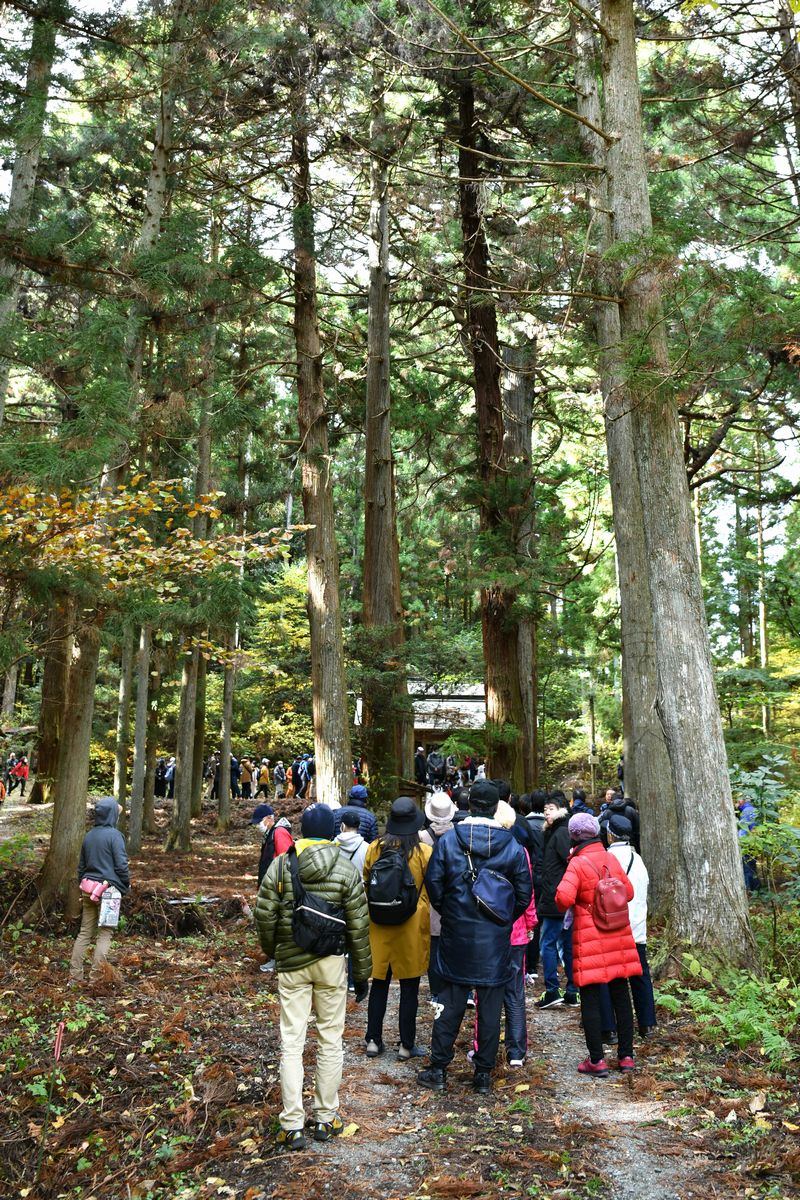 今回の坂下ダムウォーキングから新たに大山祇神社がコースに加わり、パワースポットとしても知られる神社を参拝してから、坂下ダムを目指しました。樹高の高い杉並木が続く境内は神聖な雰囲気を放っていました。