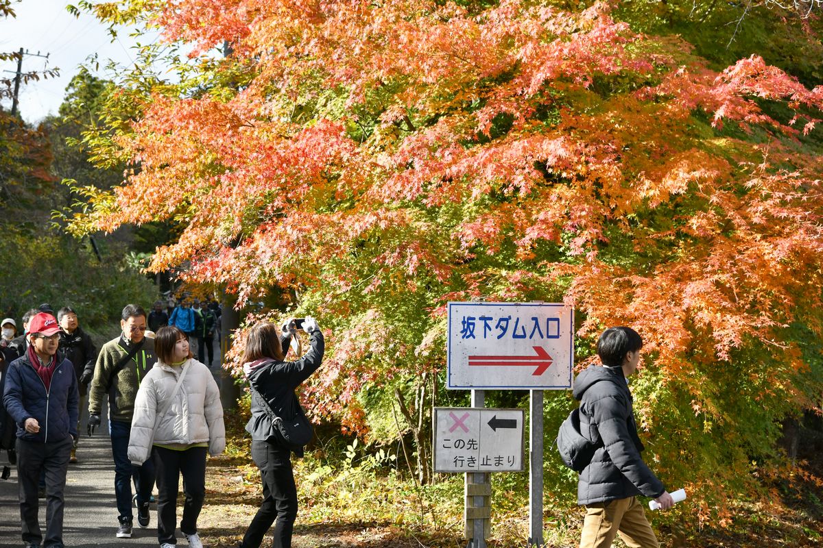 朱く色づいた紅葉を携帯カメラで撮影する参加者。
