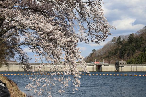坂下ダムの桜