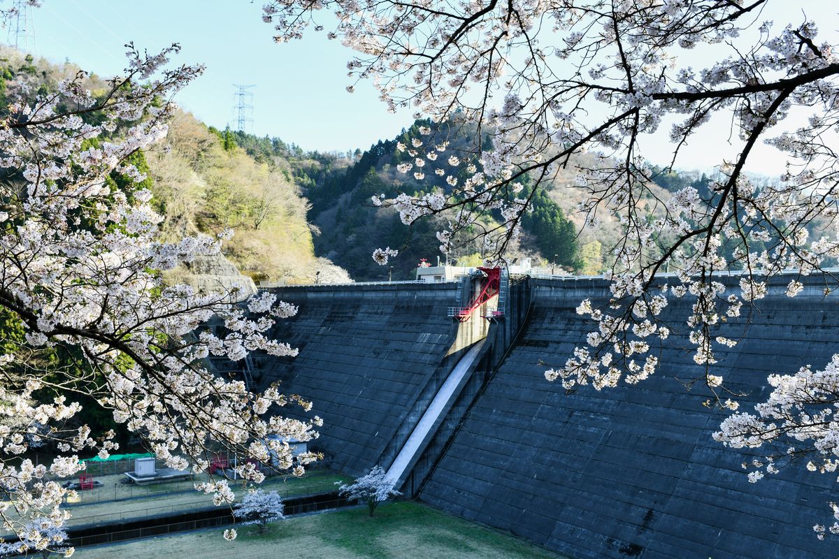 坂下ダムの堤体を眺める桜