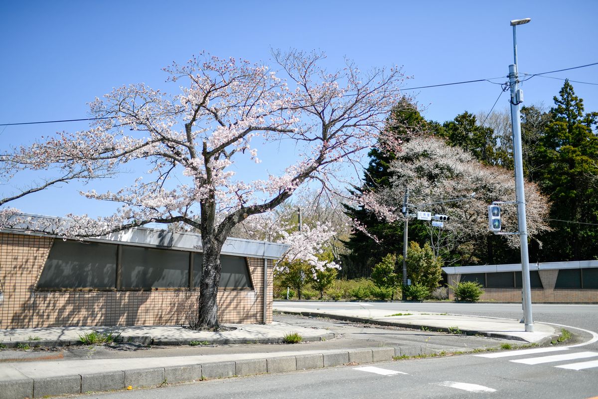 三角屋交差点（西側）の桜