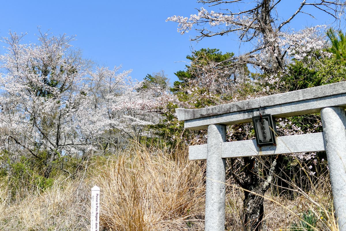 聖徳太子神社の桜