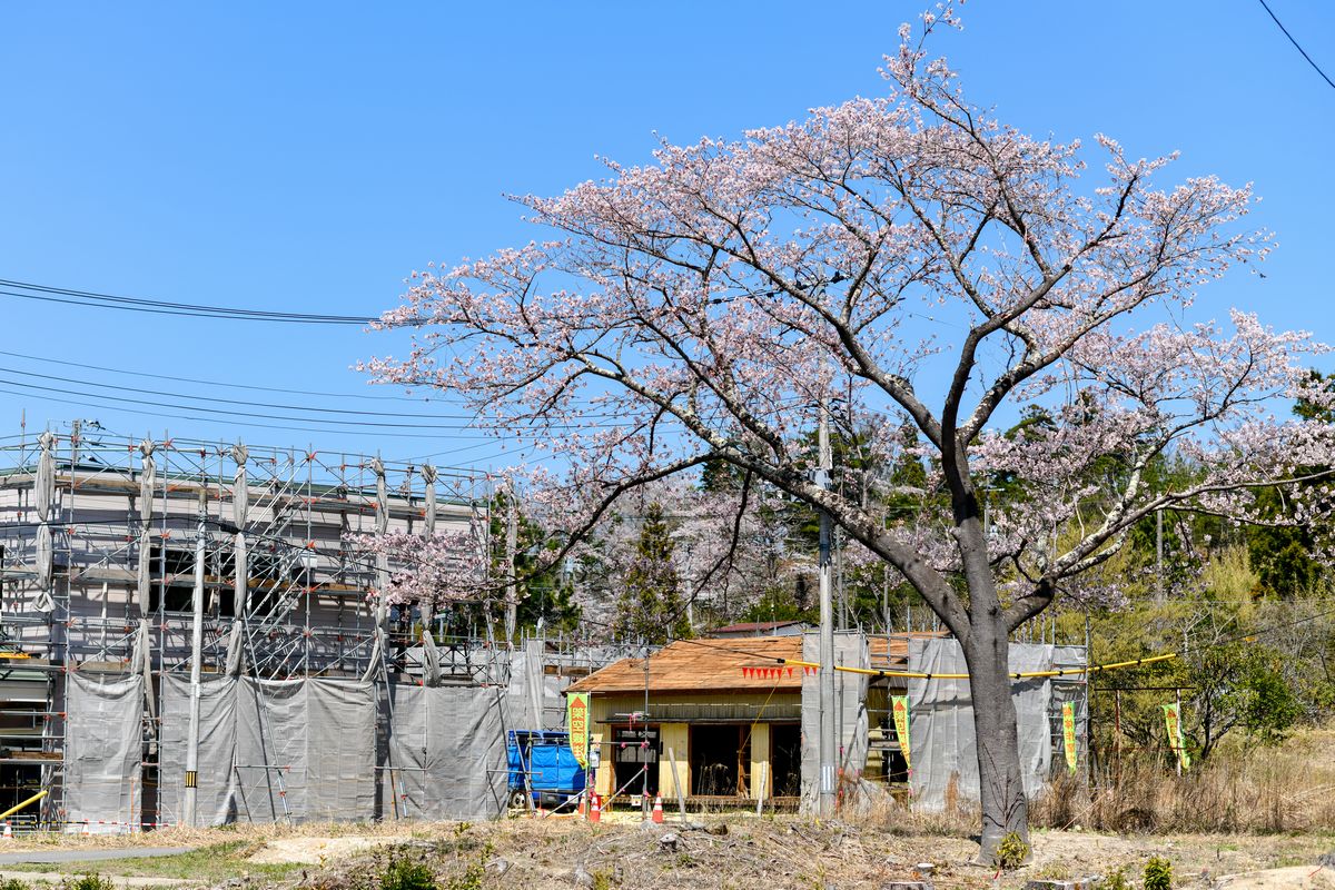 大野地区で解体工事を見守る桜