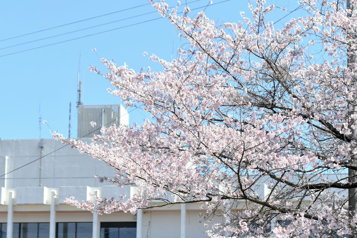 旧役場庁舎を見続ける桜