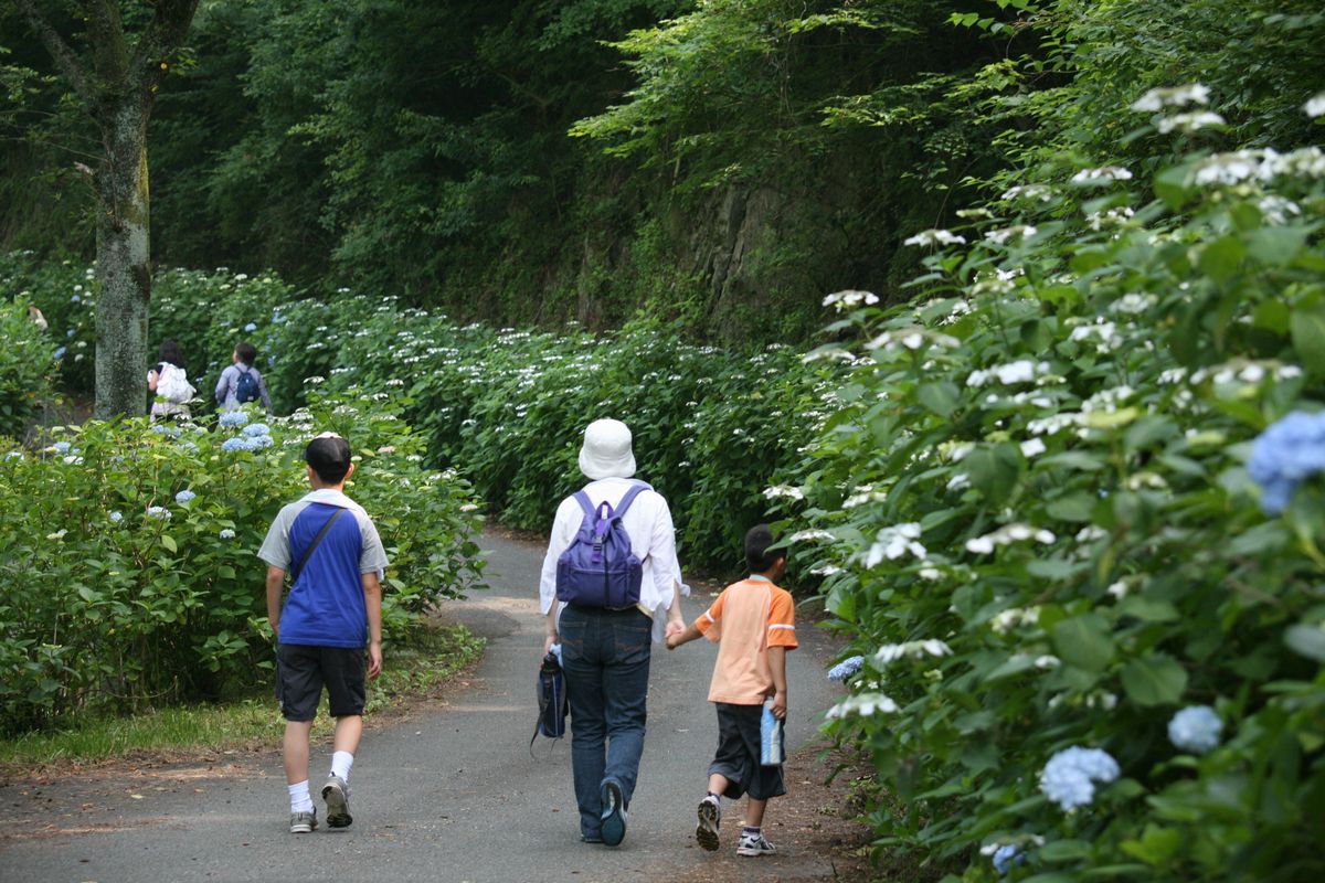 三ツ森山自然公園周辺に咲き始めたアジサイを眺めながら自然を満喫する参加者