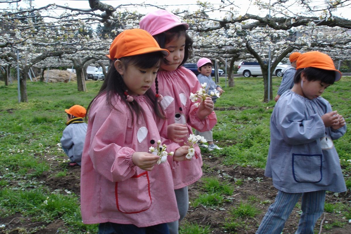 梨の花を持ち、じっと見つめる園児たち