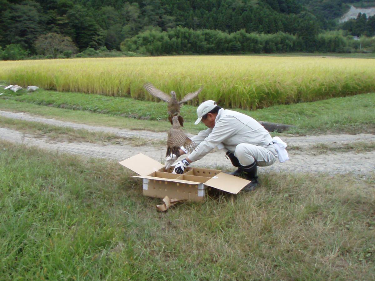 この事業は、野生に生息するキジなどが減少していることから、その増殖を図ることを目的に行われています。この日放たれたキジは、一斉に元気に飛び立ちました