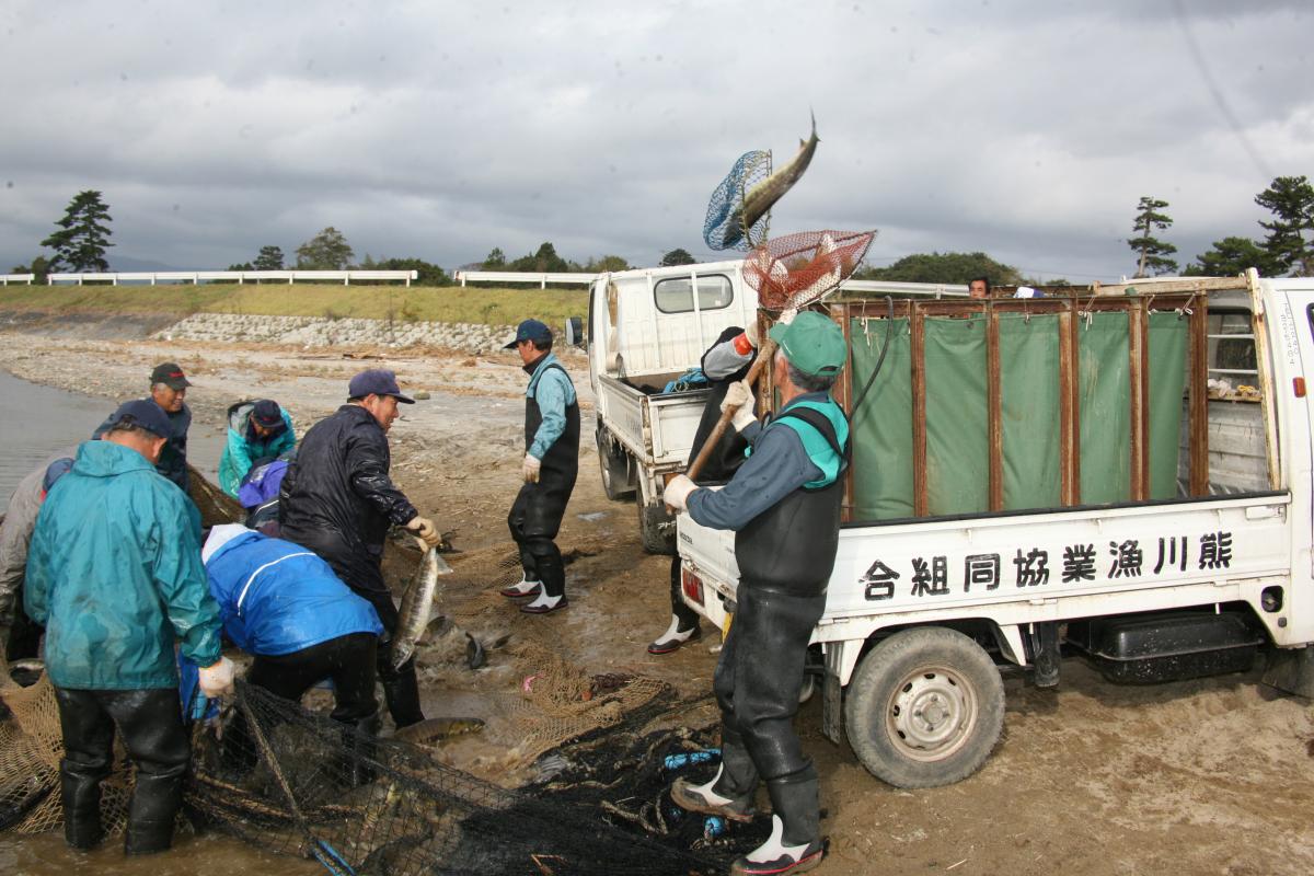 網にかかったサケを次々とトラックに積み込む漁協組合員たち