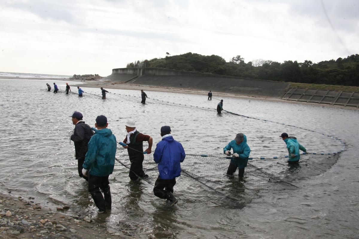 熊川で網を引いてサケ漁を行う漁協組合員たち