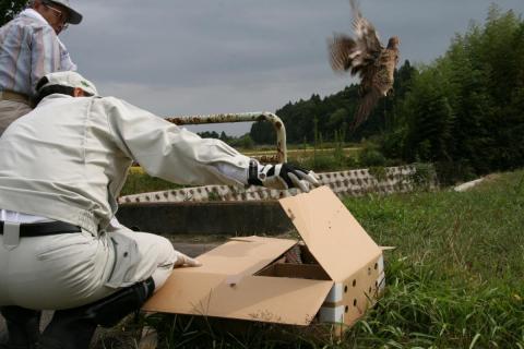 熊川や熊地区の山林で、鳥獣保護員さんと役場職員がキジ16羽を放鳥しました