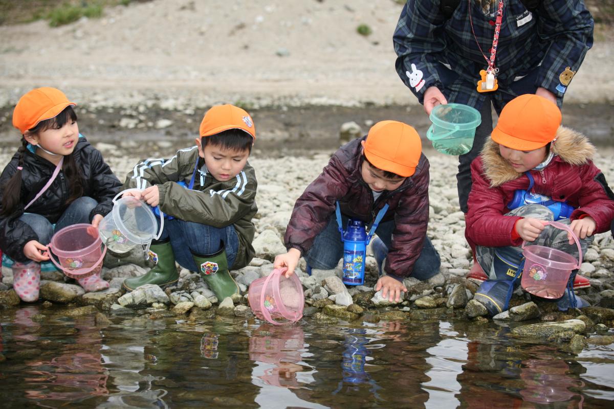 バケツの稚魚をそっと川に放流する園児