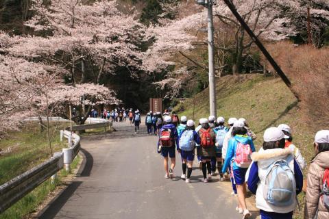 見ごろを迎えた桜の下、日陰山登山道入口に向かう子どもたち