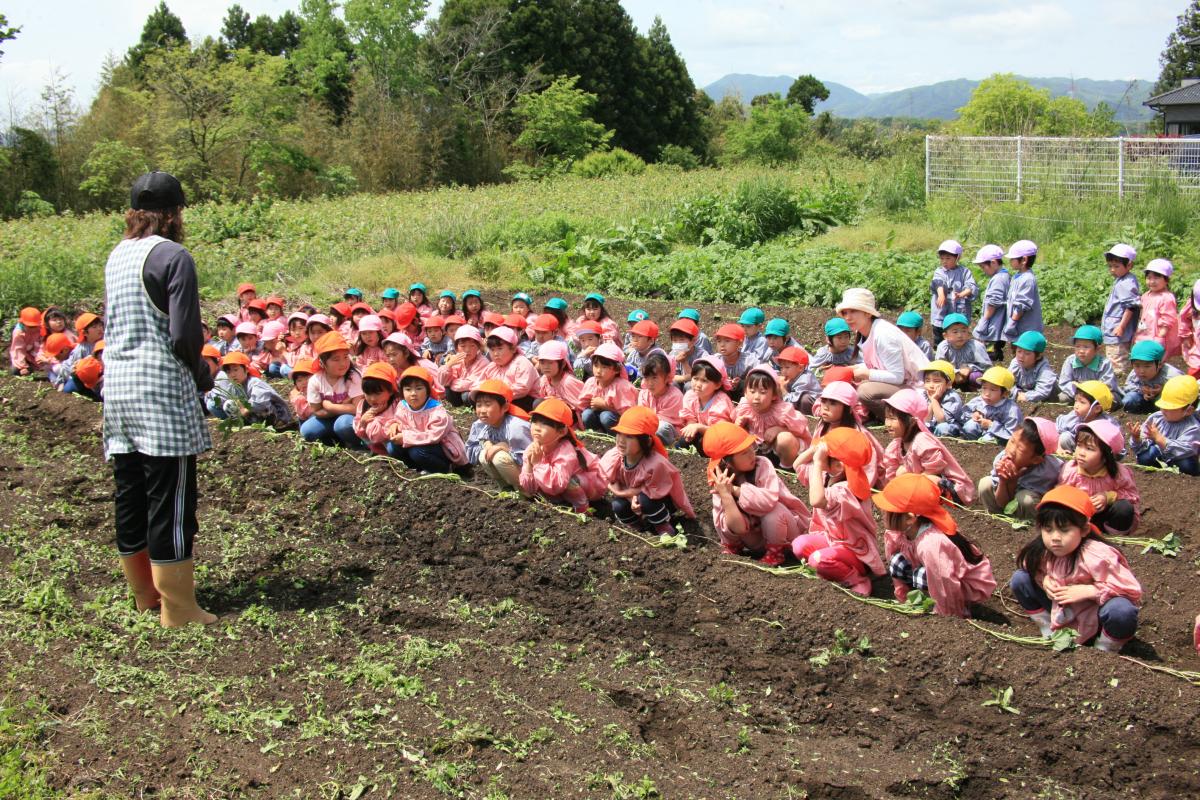 サツマイモの苗を1本ずつもらい植え方の説明を聞く園児たち