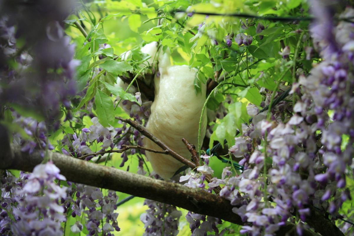 庄屋庵では毎年モリアオガエルがフジの棚に卵をつけますが、花が咲いている時期につけるのはめずらしいことです