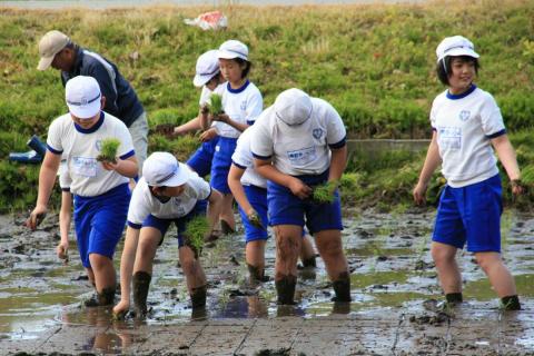裸足で田んぼに入り、歓声を揚げながら泥の感触を楽しむ児童たち