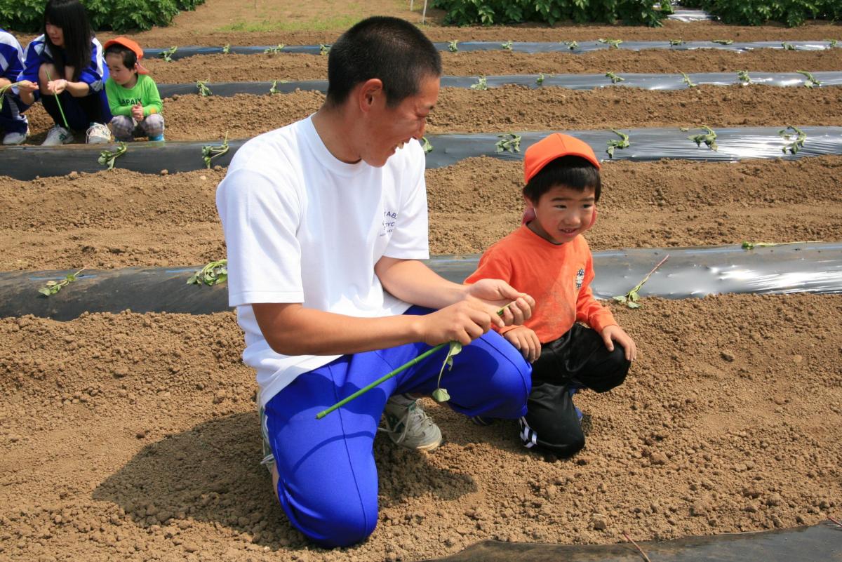 高校生のお兄さんにサツマイモの苗の植え方を教えてもらう園児