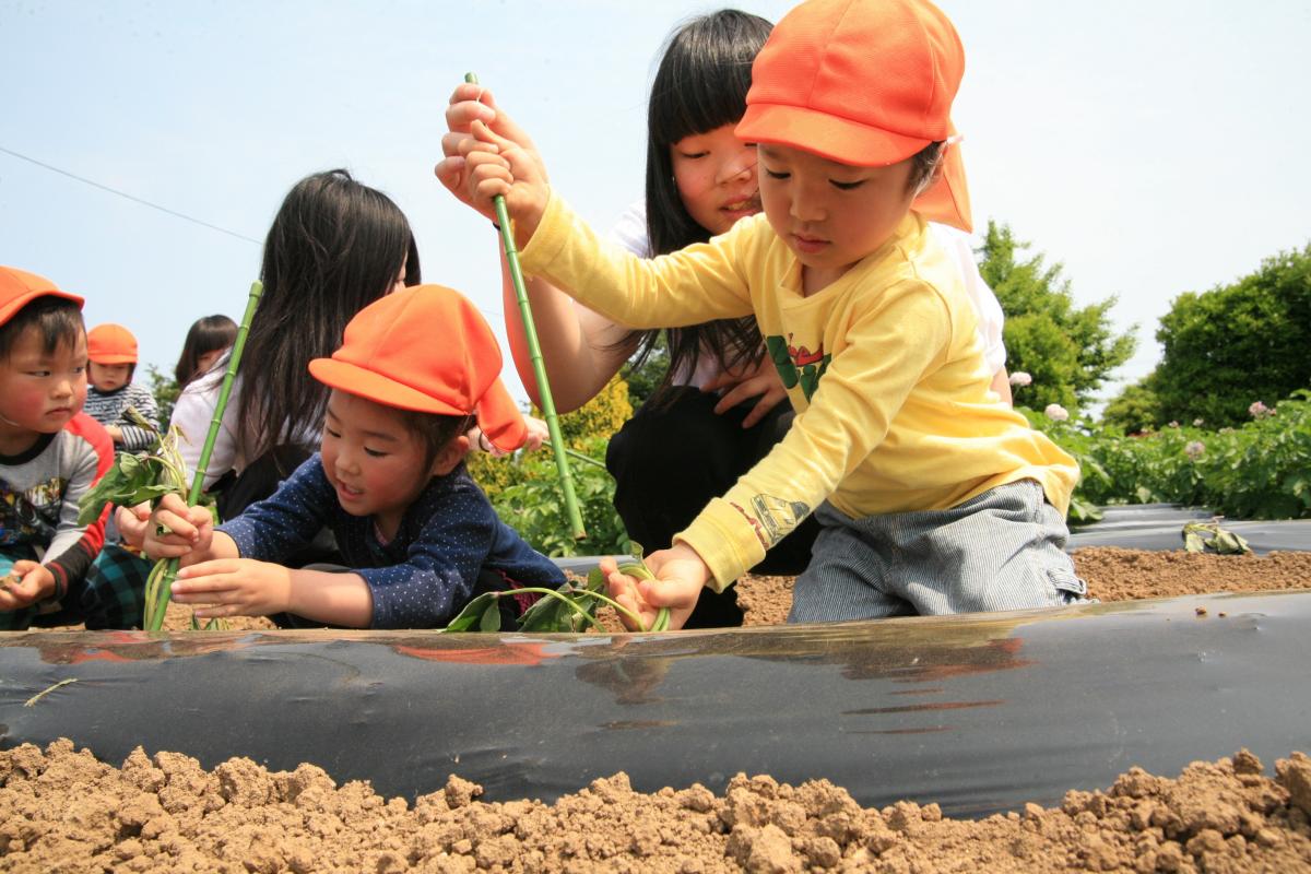 秋に大きく育ったサツマイモを収穫するのを楽しみにして苗植えをする園児