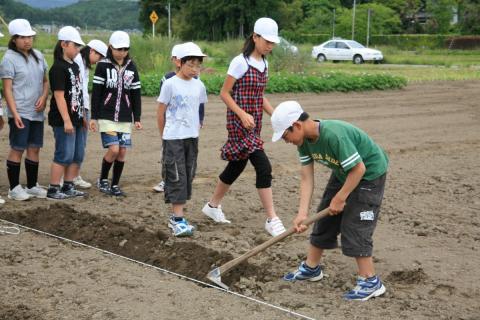 畝を作るため鍬で土を掘り下げていく児童