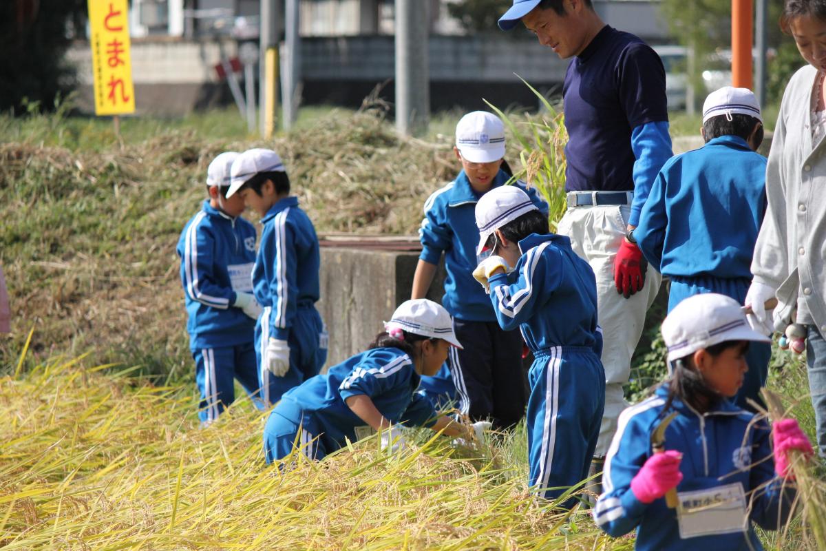 鎌を使った稲刈りに夢中で挑戦する子どもたち