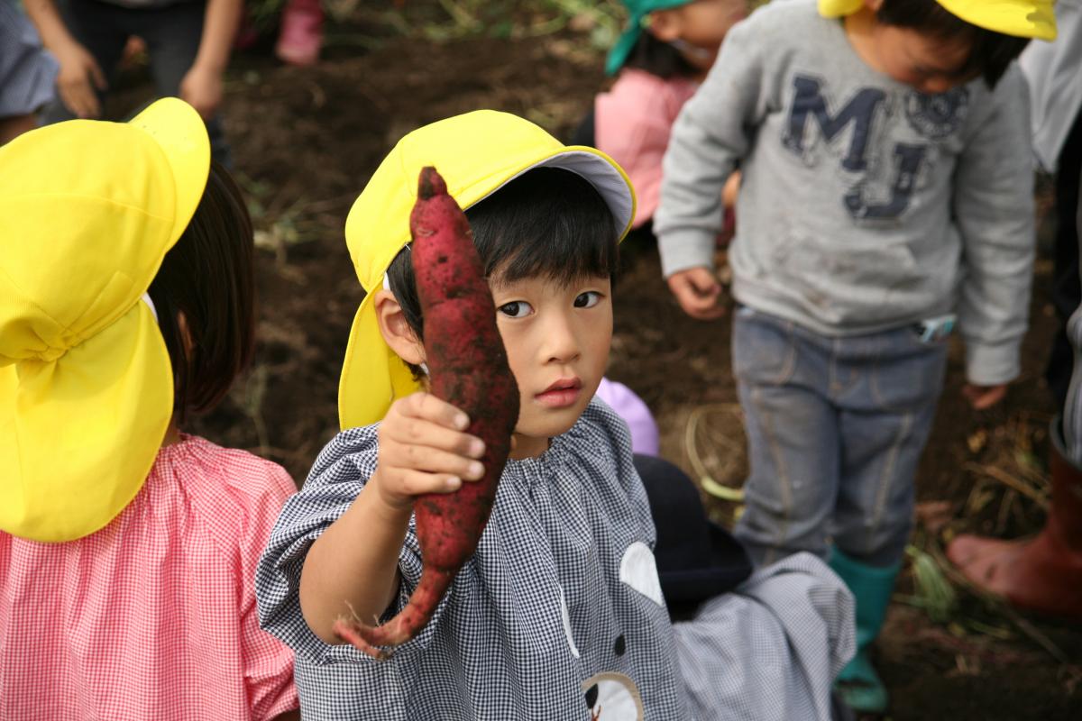 顔より大きなさつまいもが取れて自信満々に披露する園児